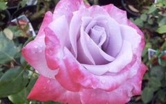 Paradise - Hybrid Tea 2ft patio standard