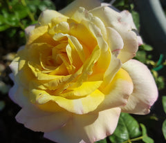 Peace - Hybrid Tea Bush Rose