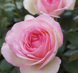 Pierre De Ronsard - Climbing Rose