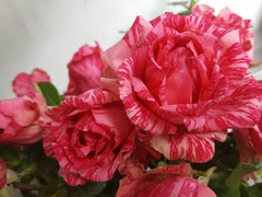 Pink Intuition - Delbard Rose