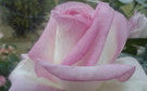 Princess De Monaco - Hybrid Tea Rose
