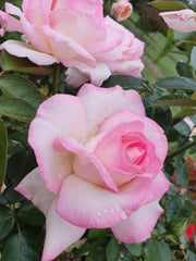 Princess de Monaco (Climbing) Rose
