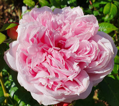 Per-Fyoom Perfume (bare rooted)