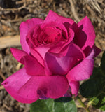Perfume Delight Hybrid Tea Bush Rose