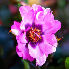 Persian Eyes™ Bush Rose (bare rooted)