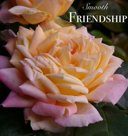 Smooth Touch Friendship Thornless Bush Rose