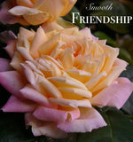 Smooth Touch Friendship Thornless Bush Rose
