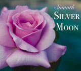 Smooth Touch Silver Moon Thornless Bush Rose