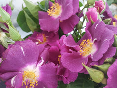 Rhapsody-In-Blue - Climbing Rose / Large Shrub (bare rooted)