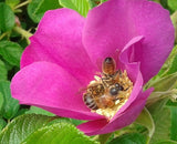 Rugosa Scabrosa - Old Fashioned Rugosa Rose