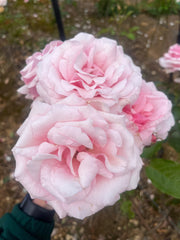Radox Bouquet Hybrid Tea Bush Rose (Bareroot)