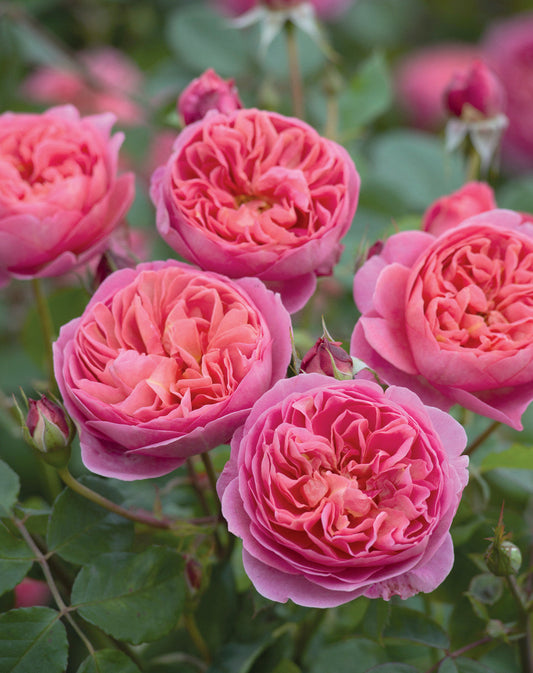 Boscobel (Auscousin) - David Austin Rose (bare rooted)