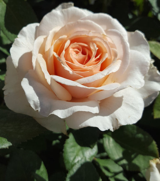 Shirley's Rose - Hybrid Tea