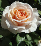 Shirley's Rose - Hybrid Tea