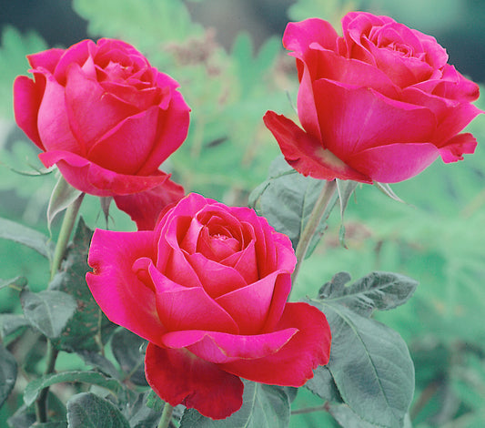 Smooth Touch Prince Thornless Bush Rose