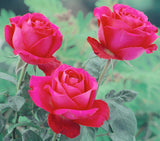 Smooth Touch Prince Thornless Bush Rose