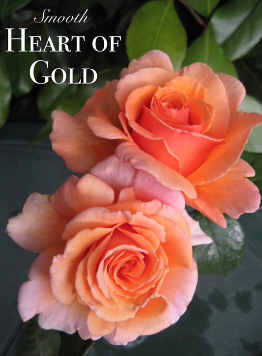 Smooth Touch Heart Of Gold Thornless (Climbing) Bush Rose