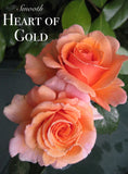 Smooth Touch Heart Of Gold Thornless (Climbing) Bush Rose