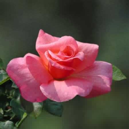 Smooth Touch Lady Thornless Bush Rose