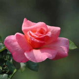 Smooth Touch Lady Thornless Bush Rose