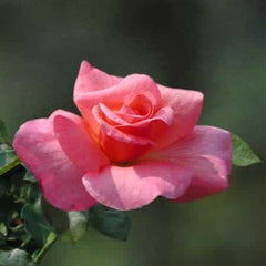 Smooth Touch Lady Thornless Bush Rose