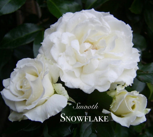 Smooth Touch Snowflake Thornless Bush Rose
