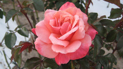 Rosa Smooth Touch True Friend Thornless Bush Rose