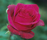 Smooth Touch Velvet Thornless (Climbing) Bush Rose