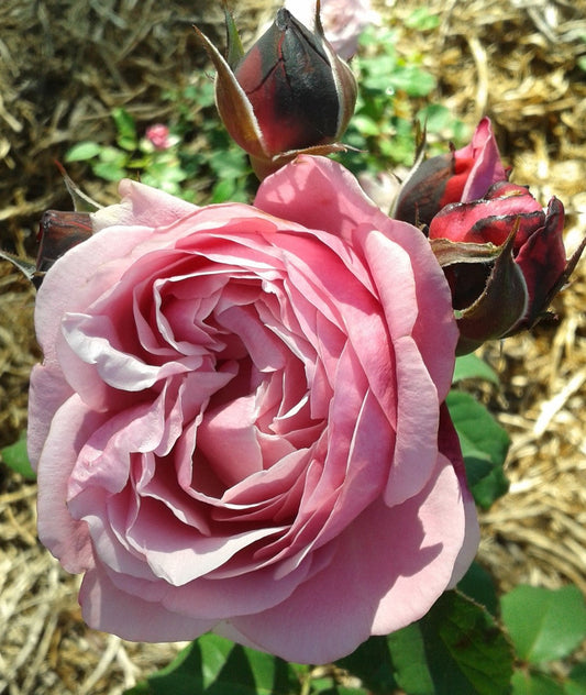 Soeur (Sister) Emmanuelle - Delbard Rose