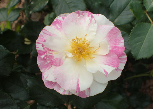 Sorbet Fromboise Bush Rose