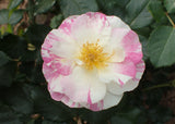 Sorbet Fromboise Bush Rose