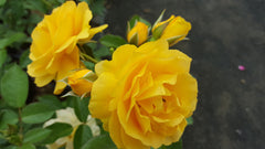 Soul Mate - Modern Shrub