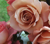 Soul Sister - Modern Shrub Rose