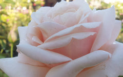 Spirit Of Peace - Hybrid Tea Rose (bare rooted)