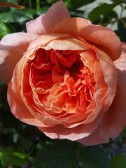 Summer Song - David Austin Rose (bare rooted)