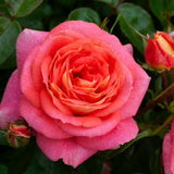 Summer Sun New Release 2 ft Patio Standard