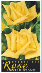 Amatsu Otome Bush Rose