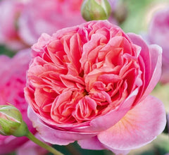 Boscobel (Auscousin) - David Austin Rose (bare rooted)