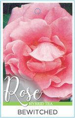 Bewitched Hybrid Tea Bush Rose