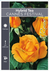Cannes Festival Hybrid Tea Bush Rose