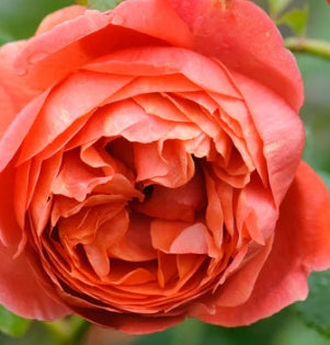 Summer Song (Austango) - David Austin Rose