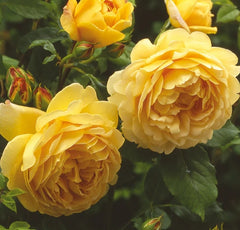 Golden Celebration (Ausgold) - David Austin Climbing Rose