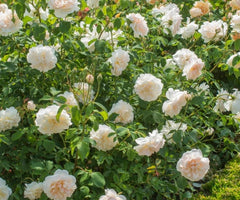 Lichfield Angel (Ausrelate) - David Austin - Shrub Rose (bare rooted)