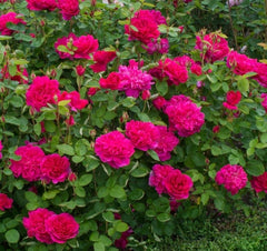 Sophy's Rose (Auslot) - David Austin Rose (bare rooted)