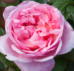 Brother Cadfael (Ausglobe) - David Austin Rose (bare rooted)