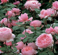 Brother Cadfael (Ausglobe) - David Austin Rose (bare rooted)