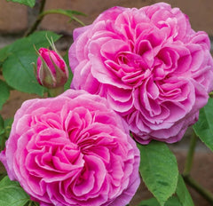 Gertrude Jekyll (Ausbord) - David Austin Climbing Rose (bare rooted)