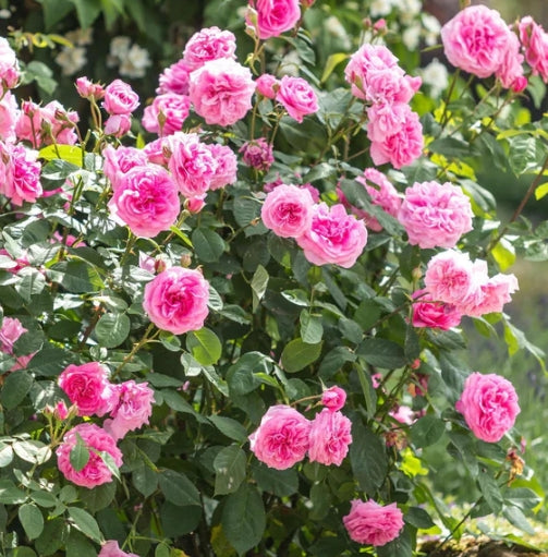 Gertrude Jekyll (Ausbord) - David Austin Climbing Rose (bare rooted)