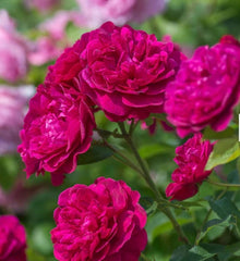 Darcey Bussell (Ausdecorum) - David Austin Shrub Rose