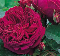 Falstaff (Ausverse) - David Austin (Bare-rooted)